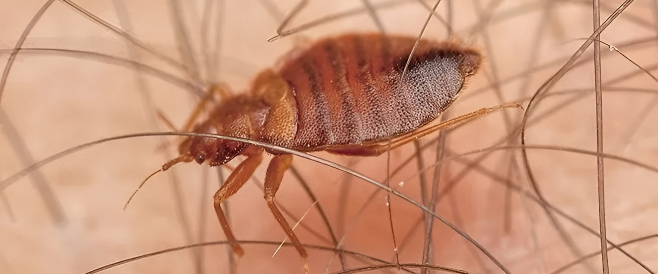 What To Do About Bed Bugs In Your Bethesda Home