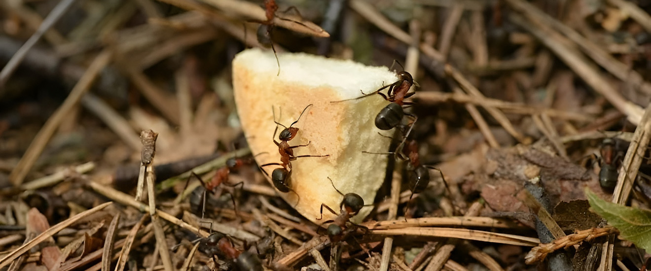 What Can I Do About My Carpenter Ant Infestation