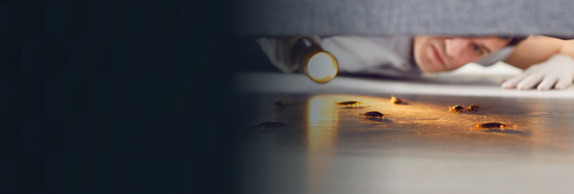 #1 Cockroach Control Experts | Washington DC, MD & Northern VA
