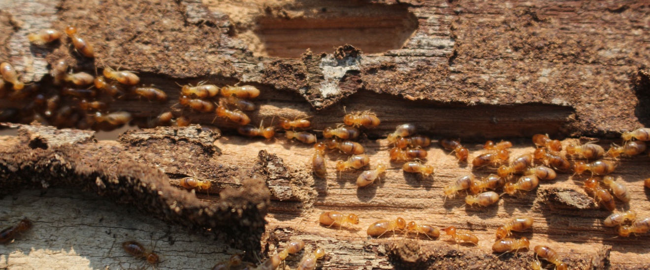 Termite Control in Rockville, MD: What Every Homeowner Should Know