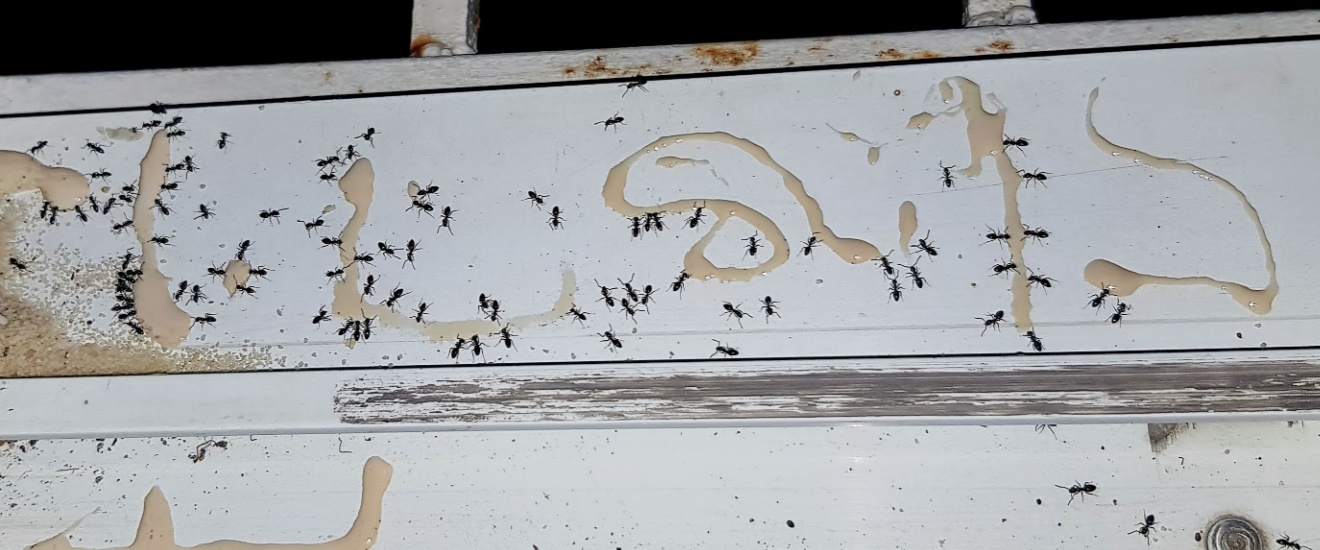 How to Get Rid of Ants in Your Bethesda Home (And Keep Them Out)