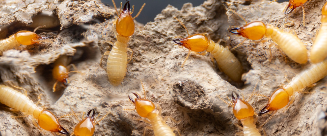 What Pests Are Most Common in Rockville, MD Homes?