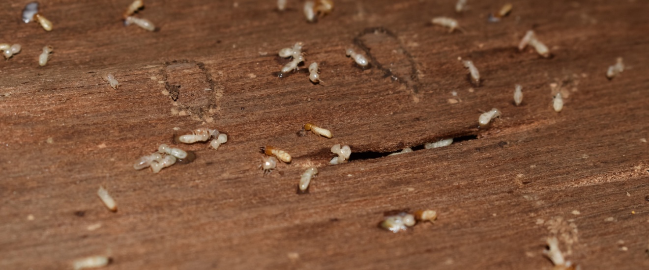 How to Tell If You Have Termites in Rockville, MD