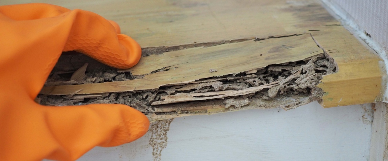 Termite Damage in Bethesda Homes: Early Warning Signs