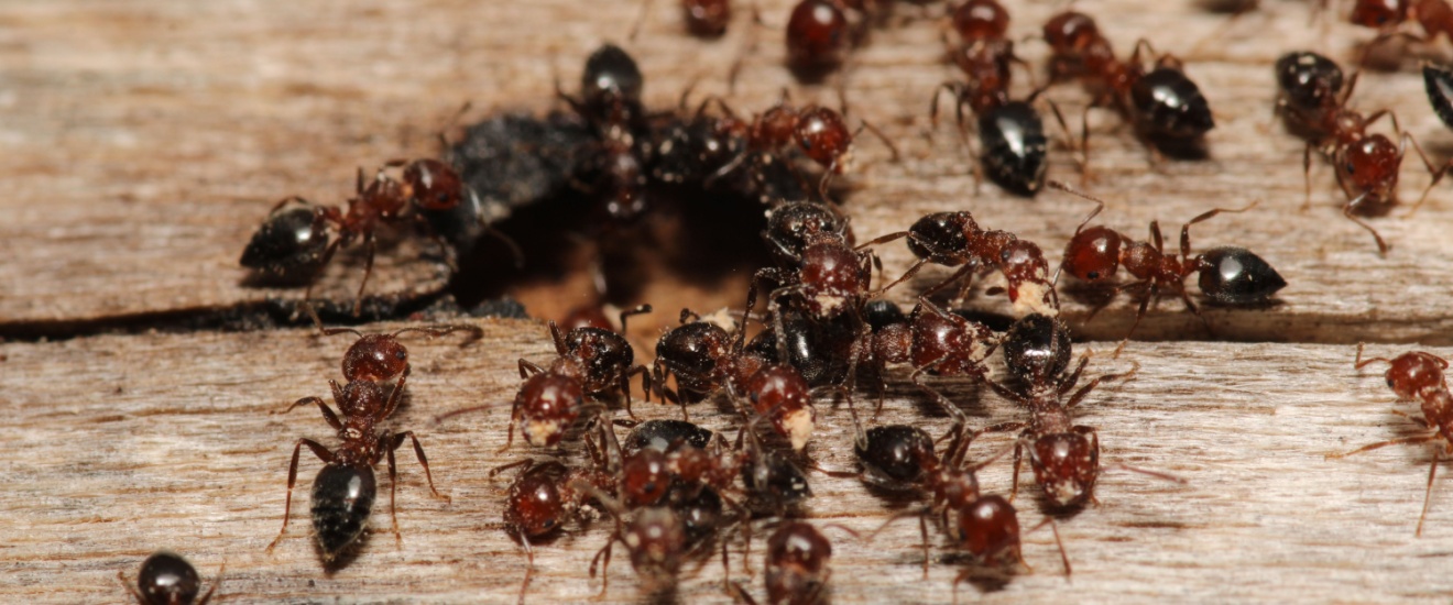 Ant Problems in Rockville, MD: What Homeowners Need to Know