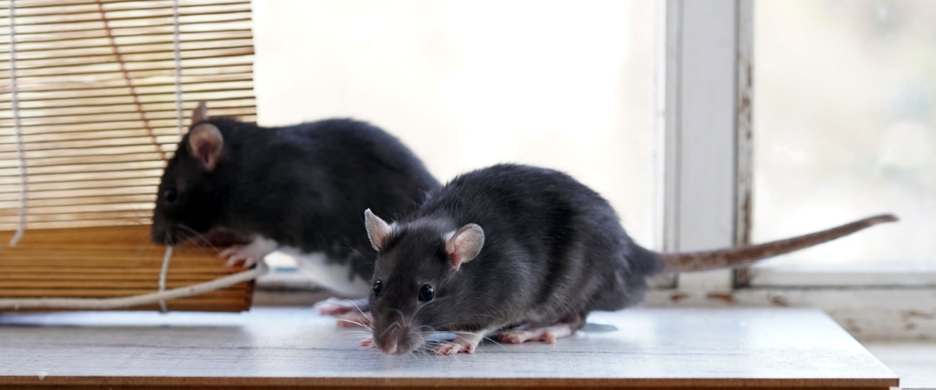 How Do Pests Get Into Homes in Rockville, MD?
