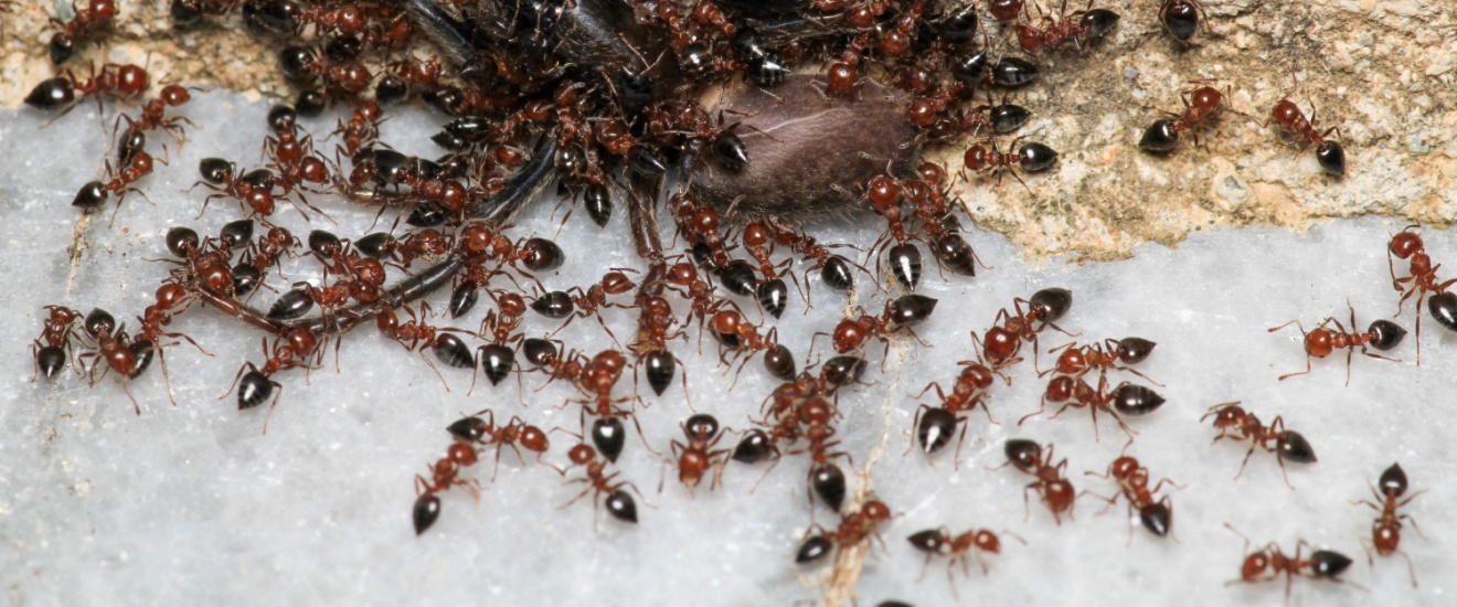 Why Are There So Many Ants in My Bethesda Home Right Now?