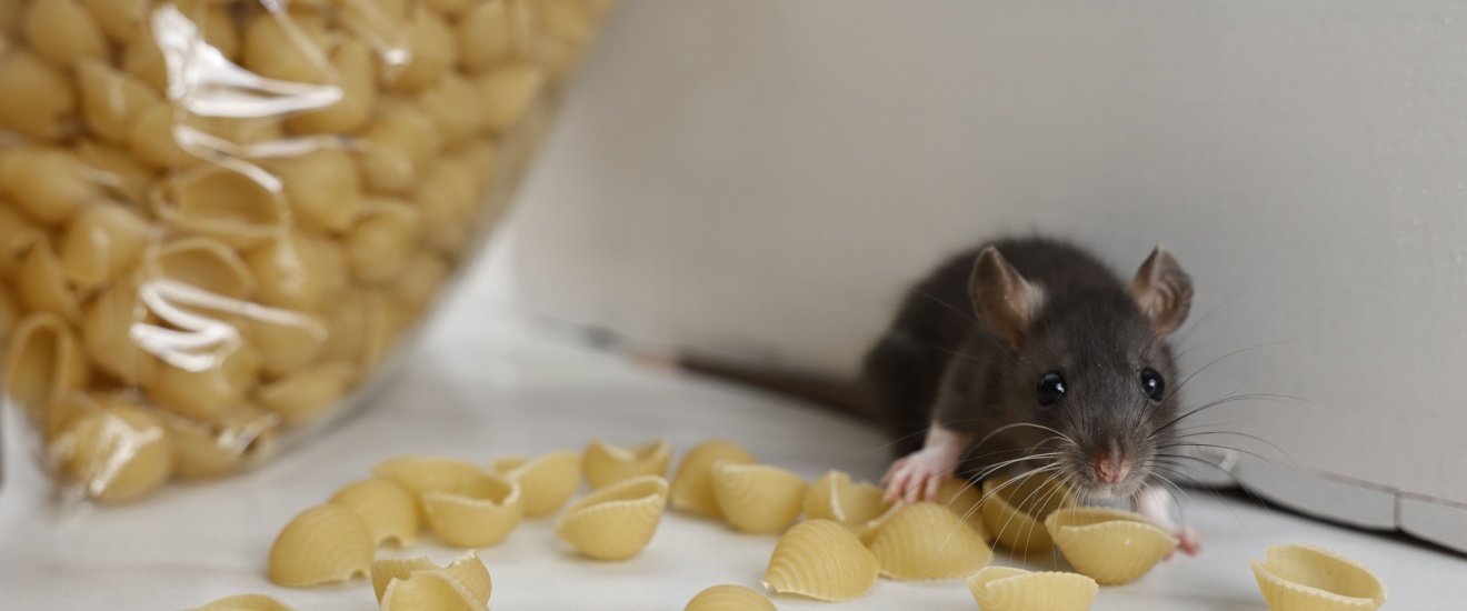 Rodent Control in Rockville, MD: Signs You May Have Mice or Rats