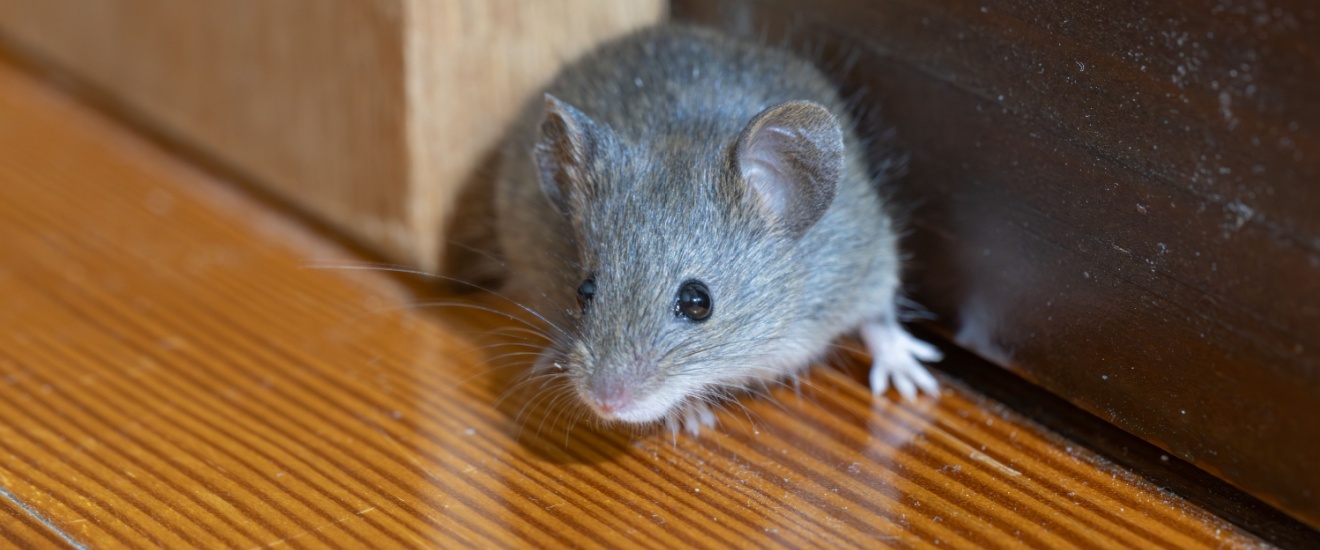 Mice in Bethesda, MD: Why They Invade and How to Stop Them