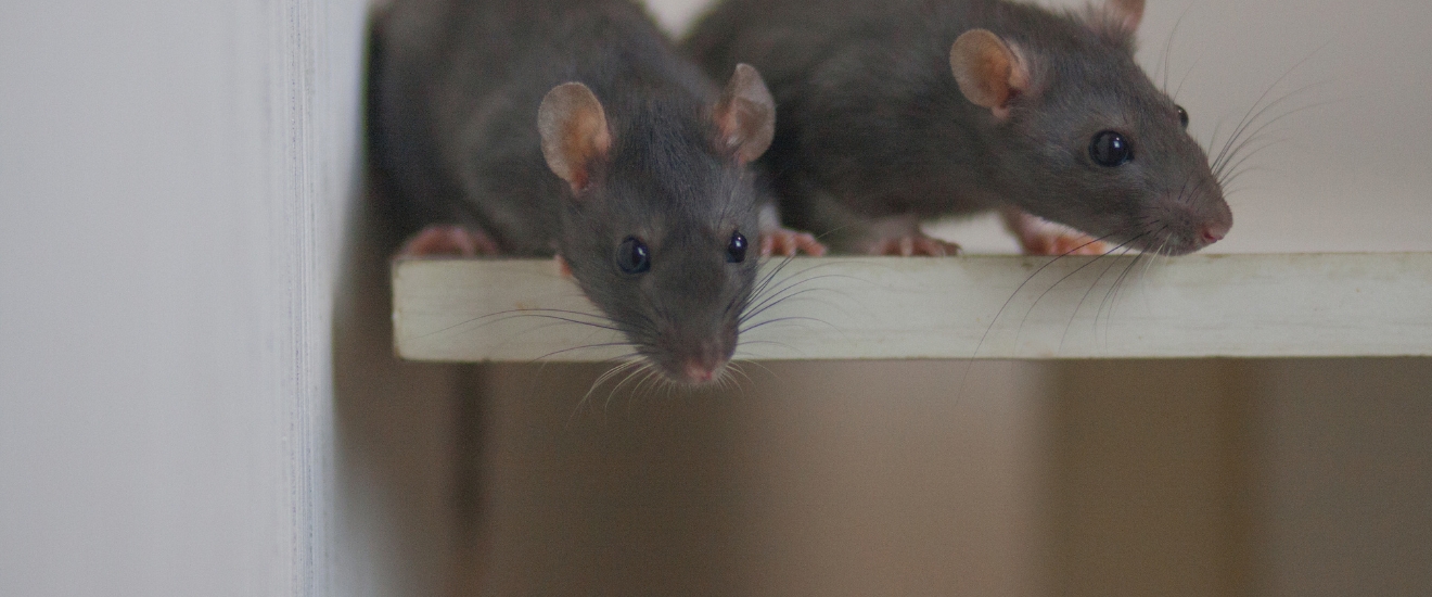 Why Rodent Problems Are So Common in the DMV—and Why They’re Getting Into Your Home
